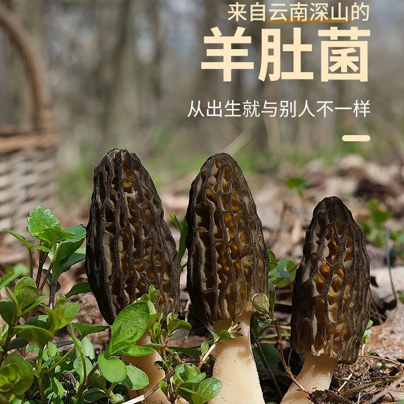 云南羊肚菌干货